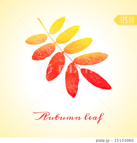 Autumn rowan leaf. Vector isolated element. 15133060