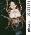 蜘蛛　クモ 15133421