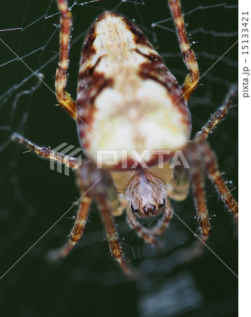 蜘蛛　クモ 15133421
