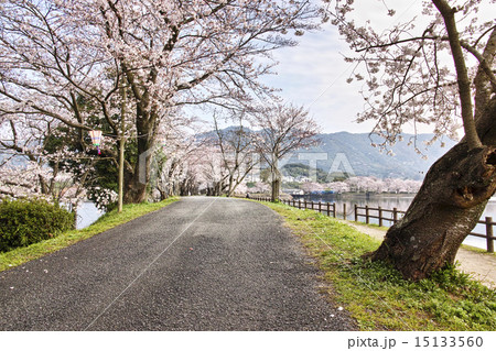 立岡自然公園　桜の並木 15133560