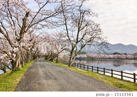 立岡自然公園　桜の並木 15133561