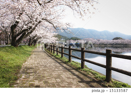 立岡自然公園 全国お花見900景の写真素材