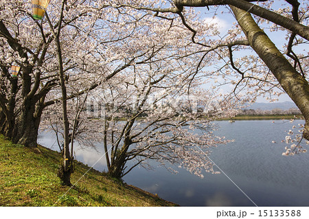 立岡自然公園　全国お花見900景 15133588