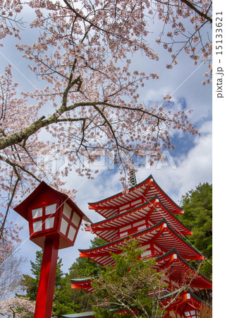 桜が満開の新倉山浅間神社 15133621