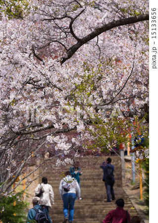 桜が満開の新倉山浅間神社 15133656