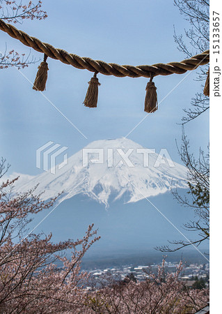 桜が満開の新倉山浅間神社 15133657