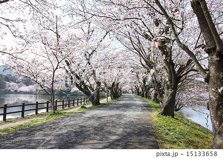 立岡自然公園　桜の並木 15133658