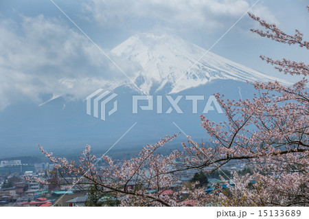 桜が満開の新倉山浅間神社 15133689