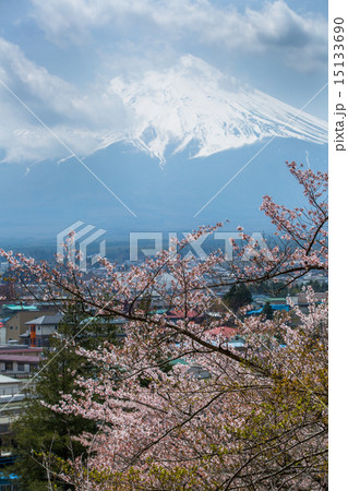 桜が満開の新倉山浅間神社 15133690
