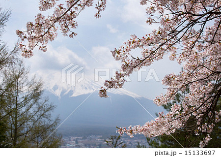 桜が満開の新倉山浅間神社 15133697