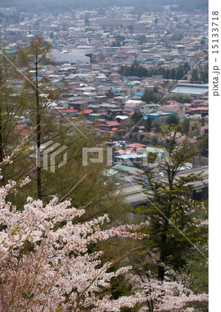 桜が満開の新倉山浅間神社からの展望　 15133718