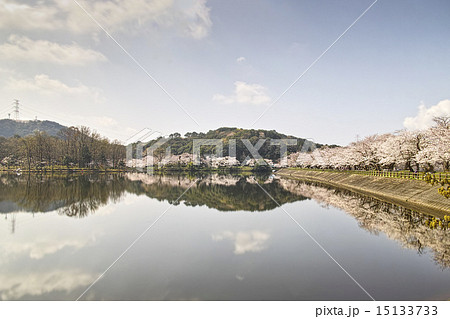 立岡自然公園　全国お花見900景 15133733