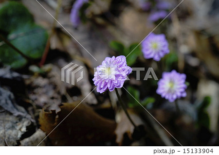 雪割草 雪割草 15133904