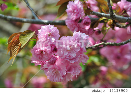 八重桜 15133906