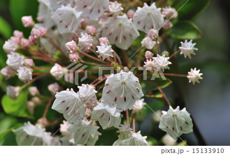 カルミア(アメリカ石楠花) カルミア(アメリカ石楠花) 15133910