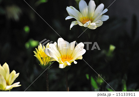 ガザニア（勲章菊） 15133911