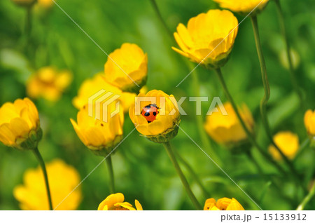 ムルチコーレとテントウムシ ムルチコーレとテントウムシ 15133912