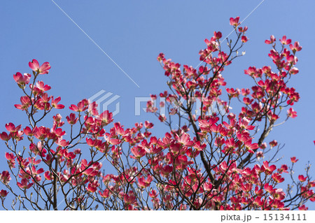 開花したばかりのハナミズキ 15134111