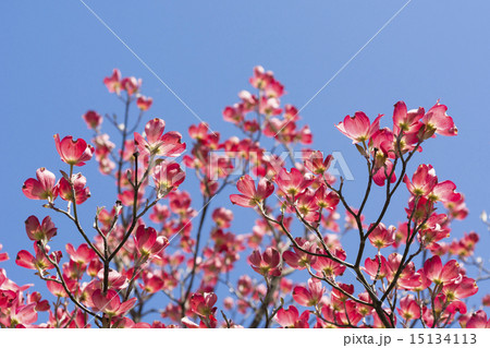 開花したばかりのハナミズキ 15134113