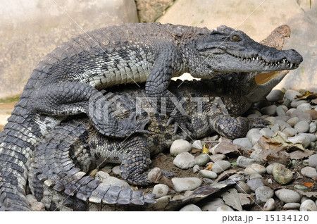 Crocodile breeding on rock ground 15134120