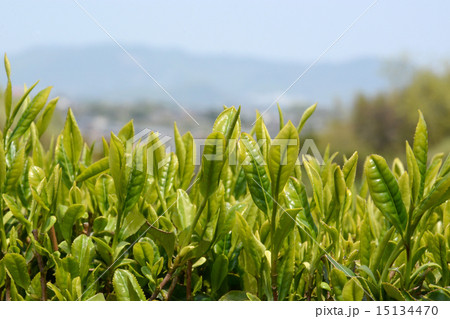 茶畑 15134470