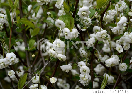 シジミバナ 15134532