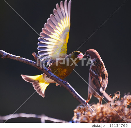 カワラヒワの睨めっこ 15134766