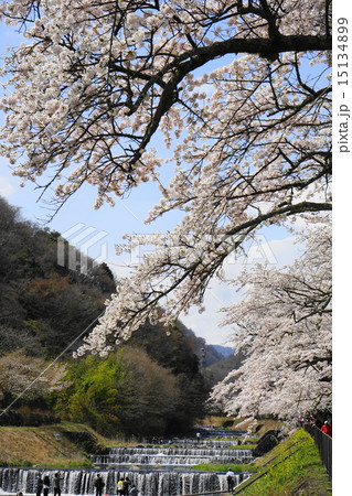 4月風景・箱根町早川堤の桜並木11 4月風景・箱根町早川堤の桜並木11 15134899
