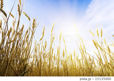 Wheat field under cloudscape Wheat field under cloudscape 15135060