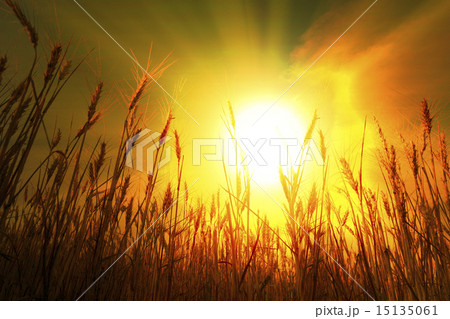 Wheat field under cloudscape Wheat field under cloudscape 15135061