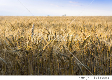 Wheat field under cloudscape Wheat field under cloudscape 15135063