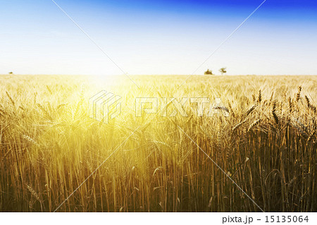 Wheat field under cloudscape Wheat field under cloudscape 15135064