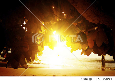 Mahe island, Seychelles. Sunset beach. Palms. 15135094