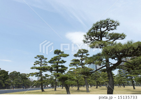 tokyo_spring tokyo_spring 15135733