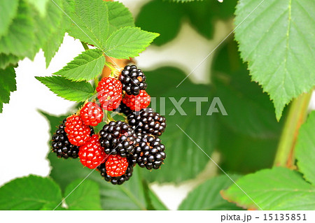 ブラックベリーが熟す 15135851