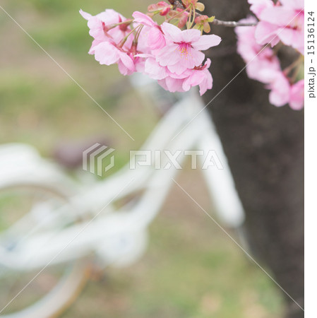 桜と自転車、春の穏やかなワンシーン 桜と自転車、春の穏やかなワンシーン 15136124