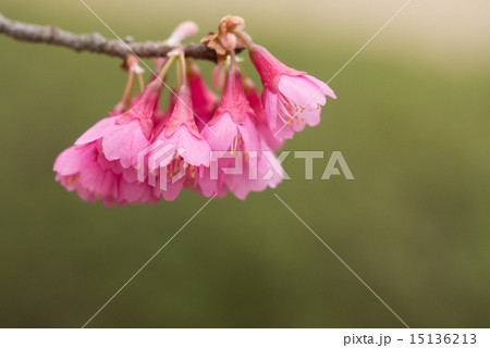 ヒカンザクラ ヒカンザクラ 15136213