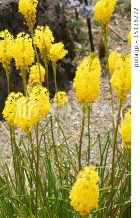 ブルビネラ ブルビネラ 15136272