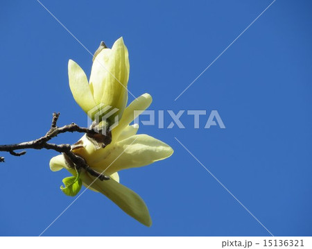 モクレン（１） 15136321