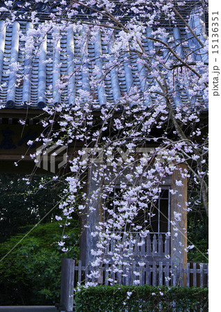 枝垂桜 15136351