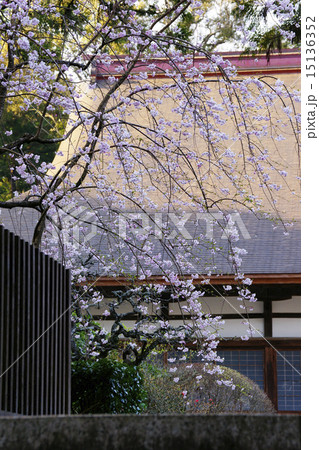 枝垂桜 15136352