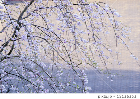 枝垂桜 15136353