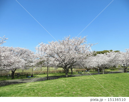 大井ふ頭中央海浜公園の桜と空(1) 大井ふ頭中央海浜公園の桜と空(1) 15136510