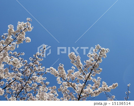 大井ふ頭中央海浜公園の桜と空（３） 15136514