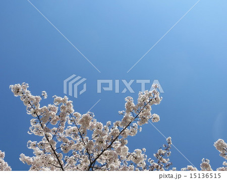 大井ふ頭中央海浜公園の桜と空（４） 15136515