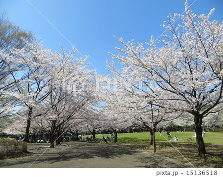 大井ふ頭中央海浜公園の桜と空（７） 15136518