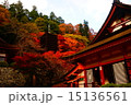 大和の紅葉 15136561