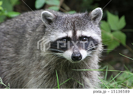 アライグマの写真素材