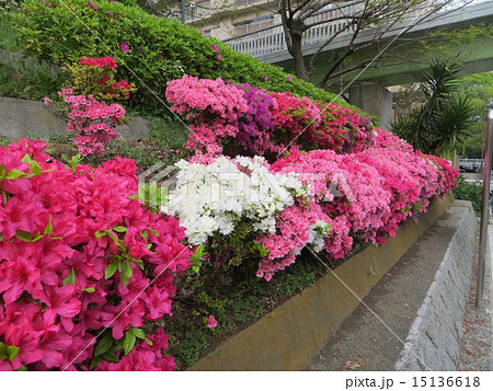 八潮パークタウンのつつじ(2) 八潮パークタウンのつつじ(2) 15136618