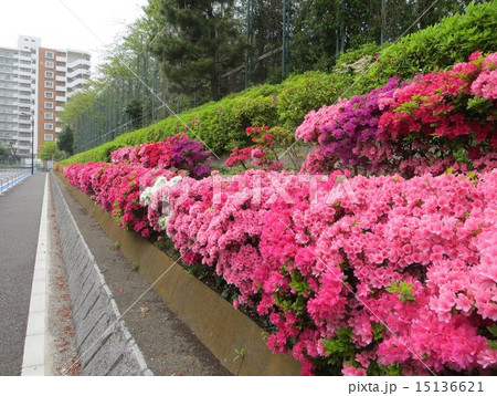 八潮パークタウンのつつじ(5) 八潮パークタウンのつつじ(5) 15136621
